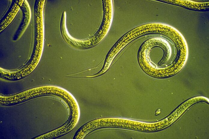 Parasites cleaning